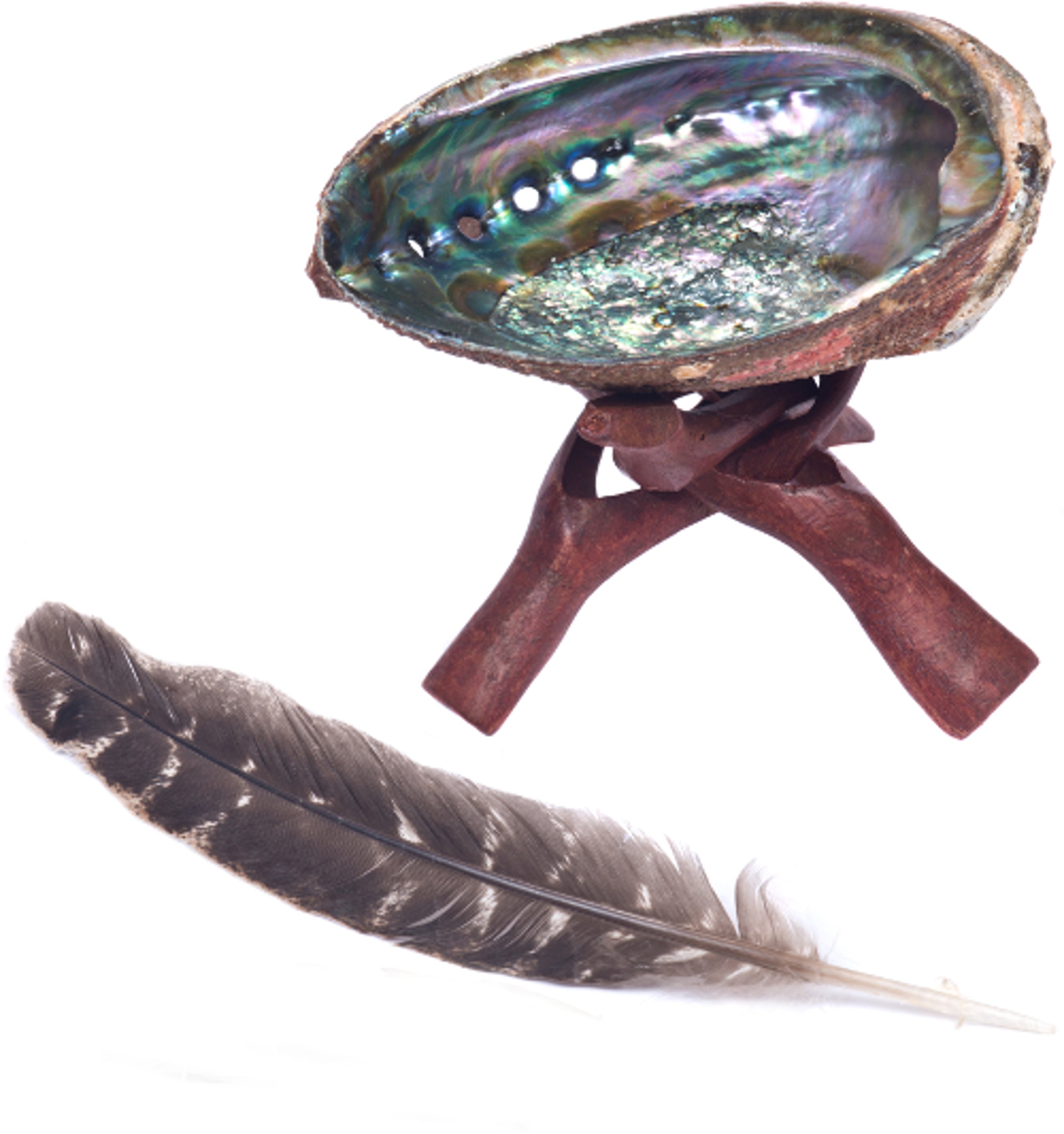 Abalone Shell