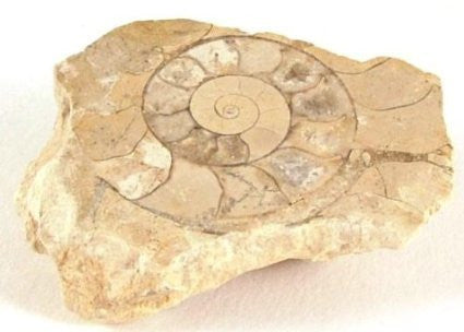 Ammonite - Harpoceras & Hildoceras slice - 170 million years old - Jurassic period - 25-60mm