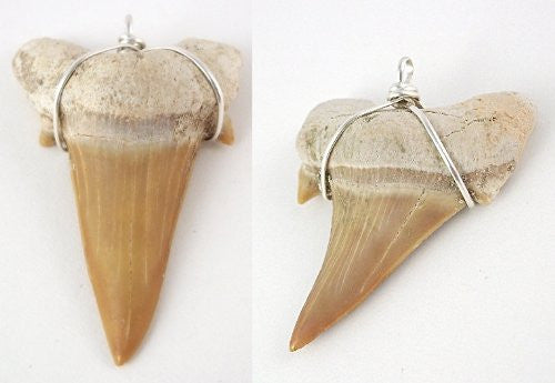 GENUINE Fossil Sharks Teeth Wholesale Party Gift Bag Filler Pack Collection for Children - 10 OTODUS OBLIQUUS Sharks Teeth Pendants and Certificates