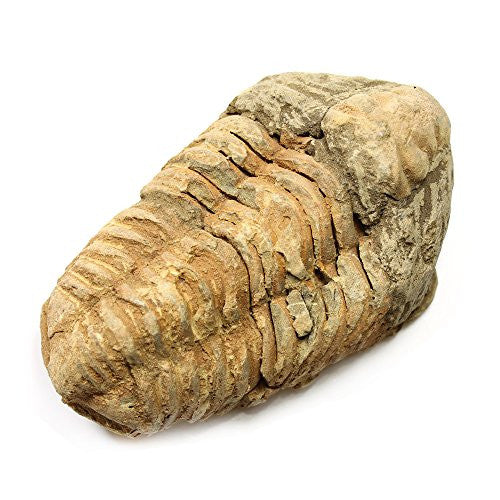 Calymene Trilobite Fossil