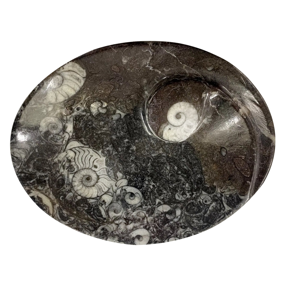 Oval Goniatite Fossil Charging Cleansing Bowl