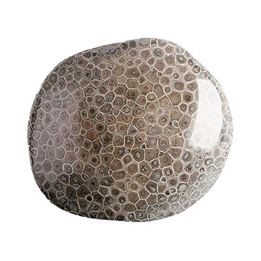 Black Petoskey Fossilised Coral Tumble Stone – Ancient Earth Energy for Wisdom, Stability and Ancestral Connection – polished tumble stone for crystal healing and meditation