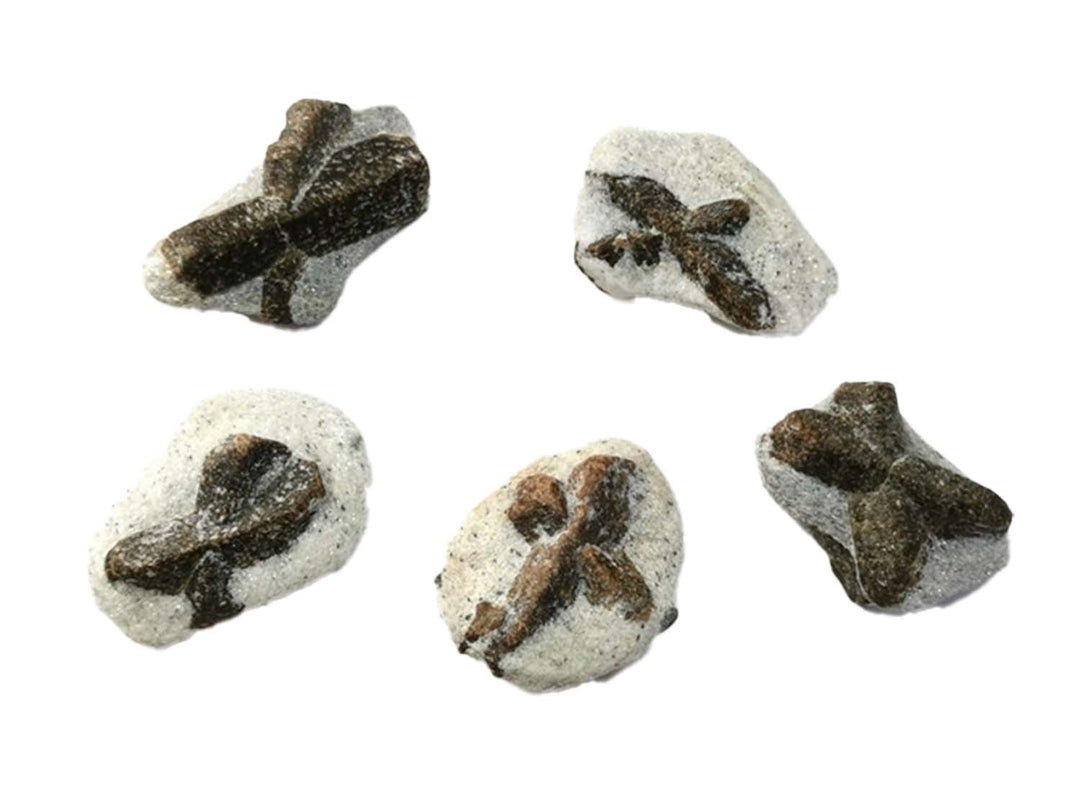 GeoFossils Staurolite Healing Crystal