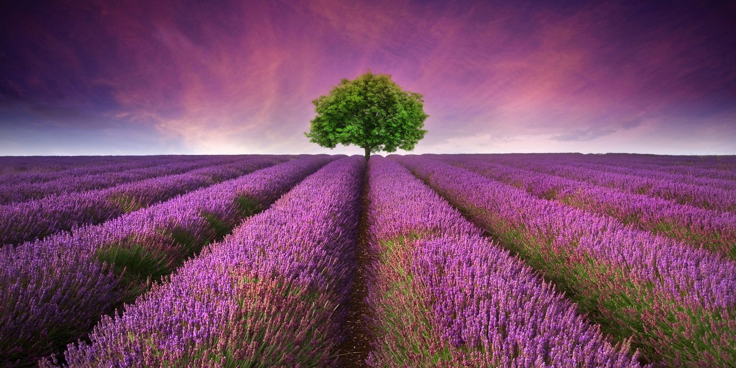 Lavender Dreams Collection