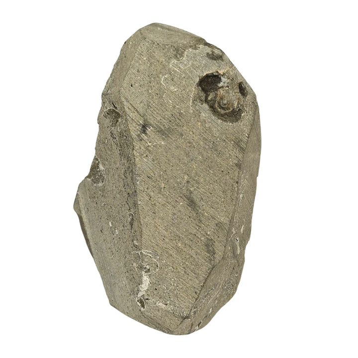 GeoFossils Promicroceras planicosta – calcite ammonite fossil, 2.5 cm (1 inch), Lower Lias (Obtusum Zone), Sinemurian, Charmouth, Dorset, UK Jurassic Coast.#1