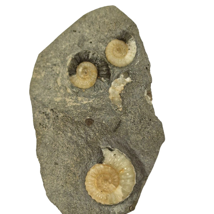 GeoFossils Promicroceras planicosta – calcite ammonite fossil, 2.5 cm (1 inch), Lower Lias (Obtusum Zone), Sinemurian, Charmouth, Dorset, UK Jurassic Coast. #1
