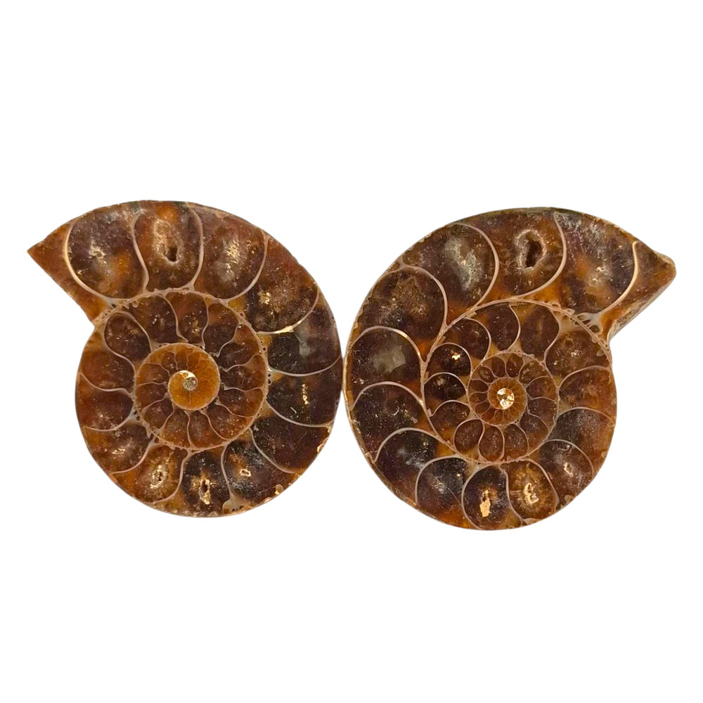 Cleoniceras Ammonite drilled tumble stone pendant on a black cord – fossilised spiral crystal for grounding, transformation and ancient energy