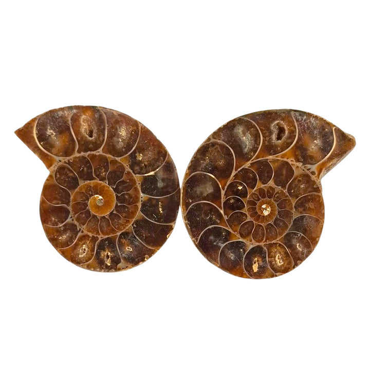 Cleoniceras Ammonite drilled tumble stone pendant on a black cord – fossilised spiral crystal for grounding, transformation and ancient energy