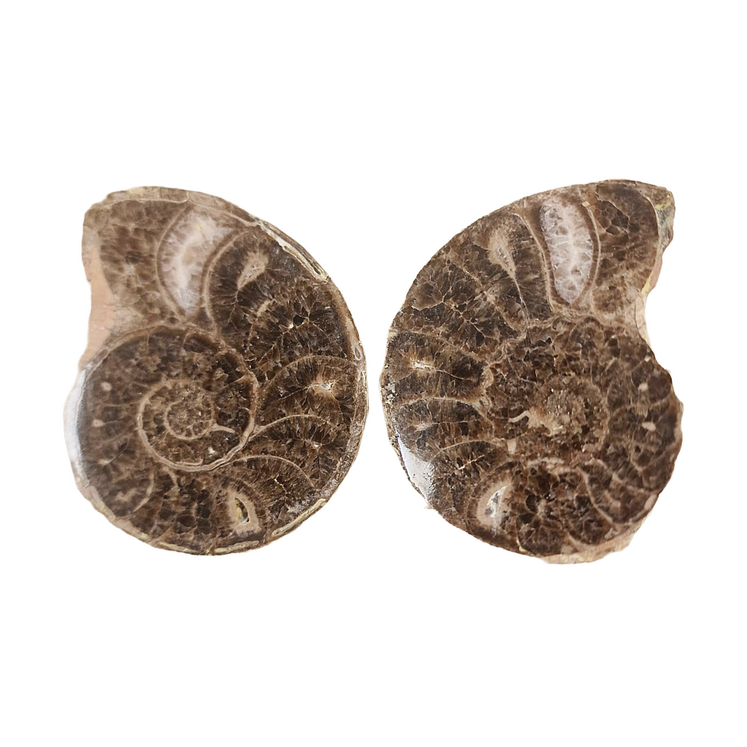 Exact Choffaticeras ammonite fossil from the Upper Cretaceous of Morocco.