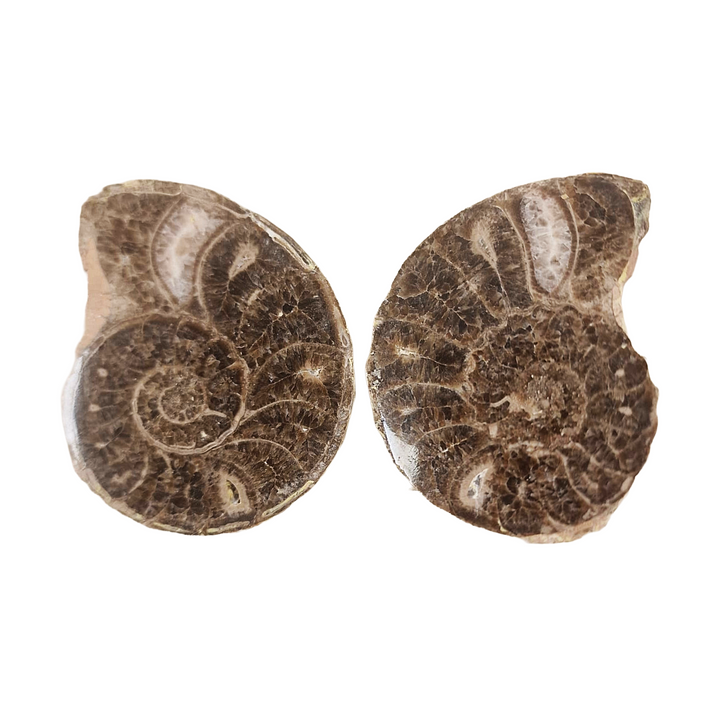Exact Choffaticeras ammonite fossil from the Upper Cretaceous of Morocco.