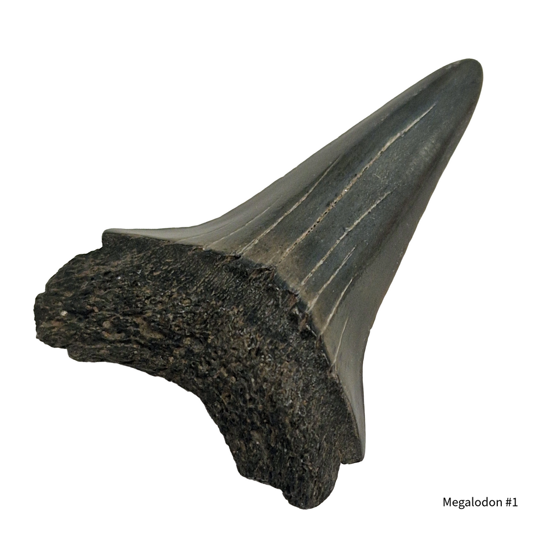 AAA grade megalodon shark tooth fossil collector specimen