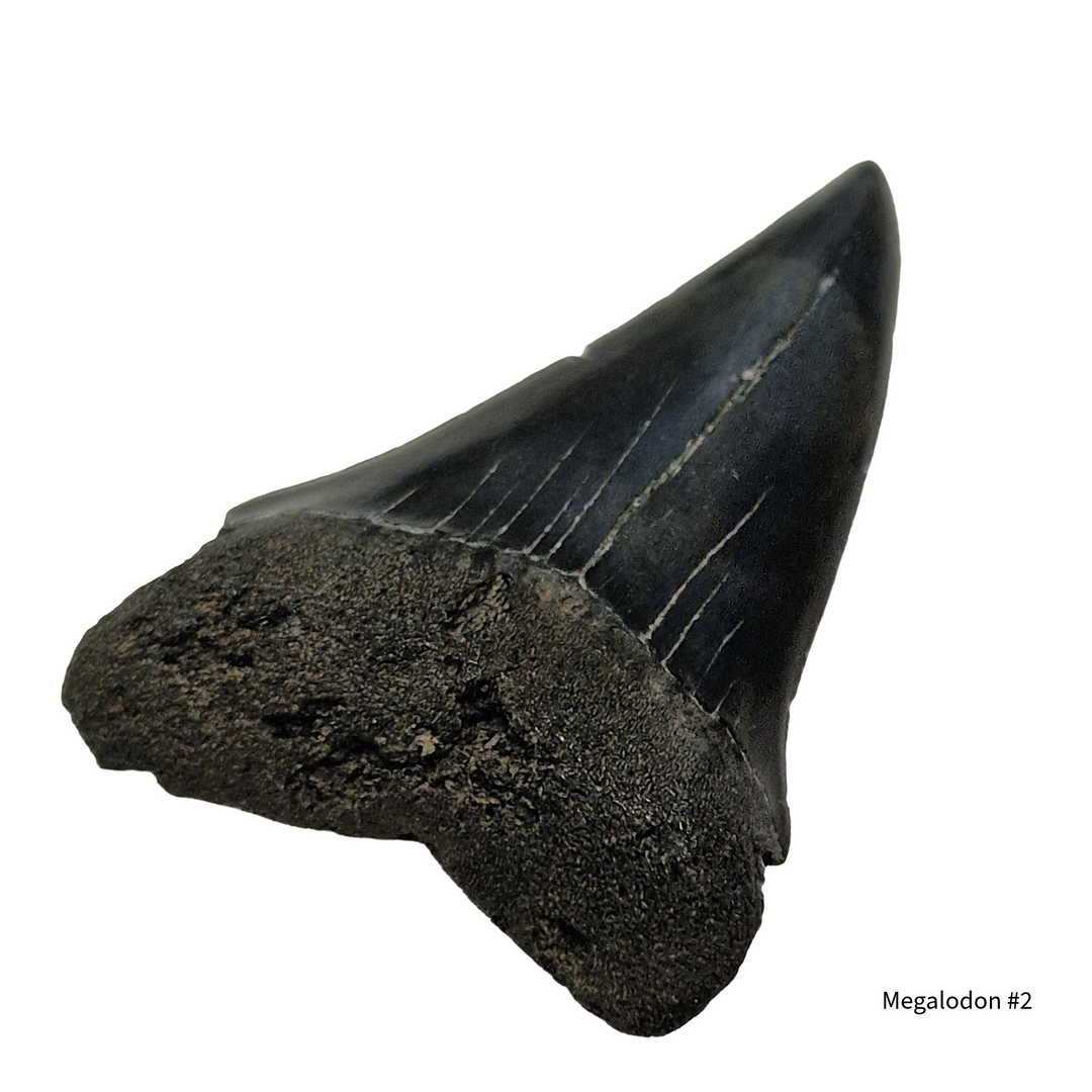megalodon tooth fossil withsmooth edges