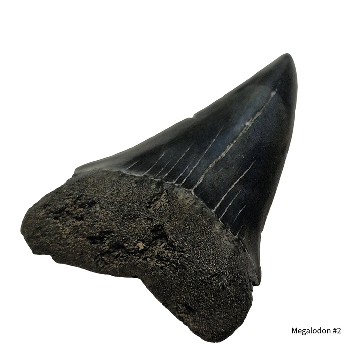 megalodon tooth fossil withsmooth edges