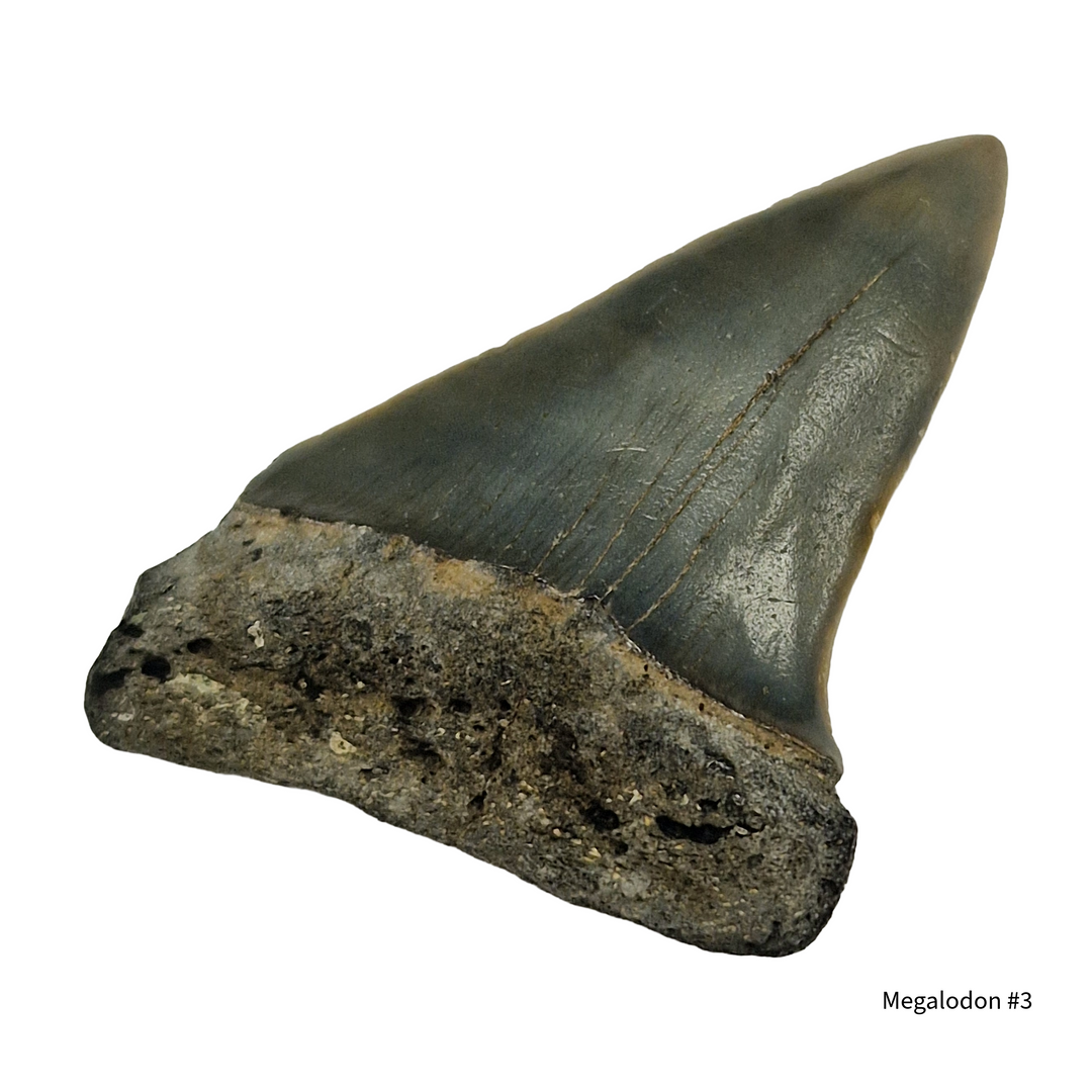 premium megalodon shark tooth fossil display specimen