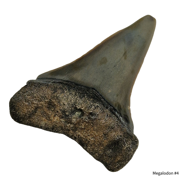 authentic megalodon tooth fossil collector grade