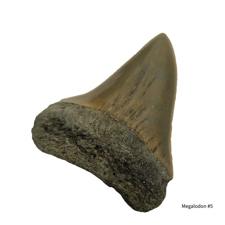 prehistoric megalodon shark tooth fossil specimen