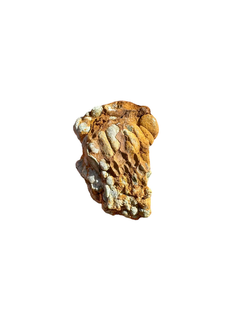 Variscite mineral specimen with natural green crystalline formation from Palazuelo de las Cuevas, Zamora, Spain