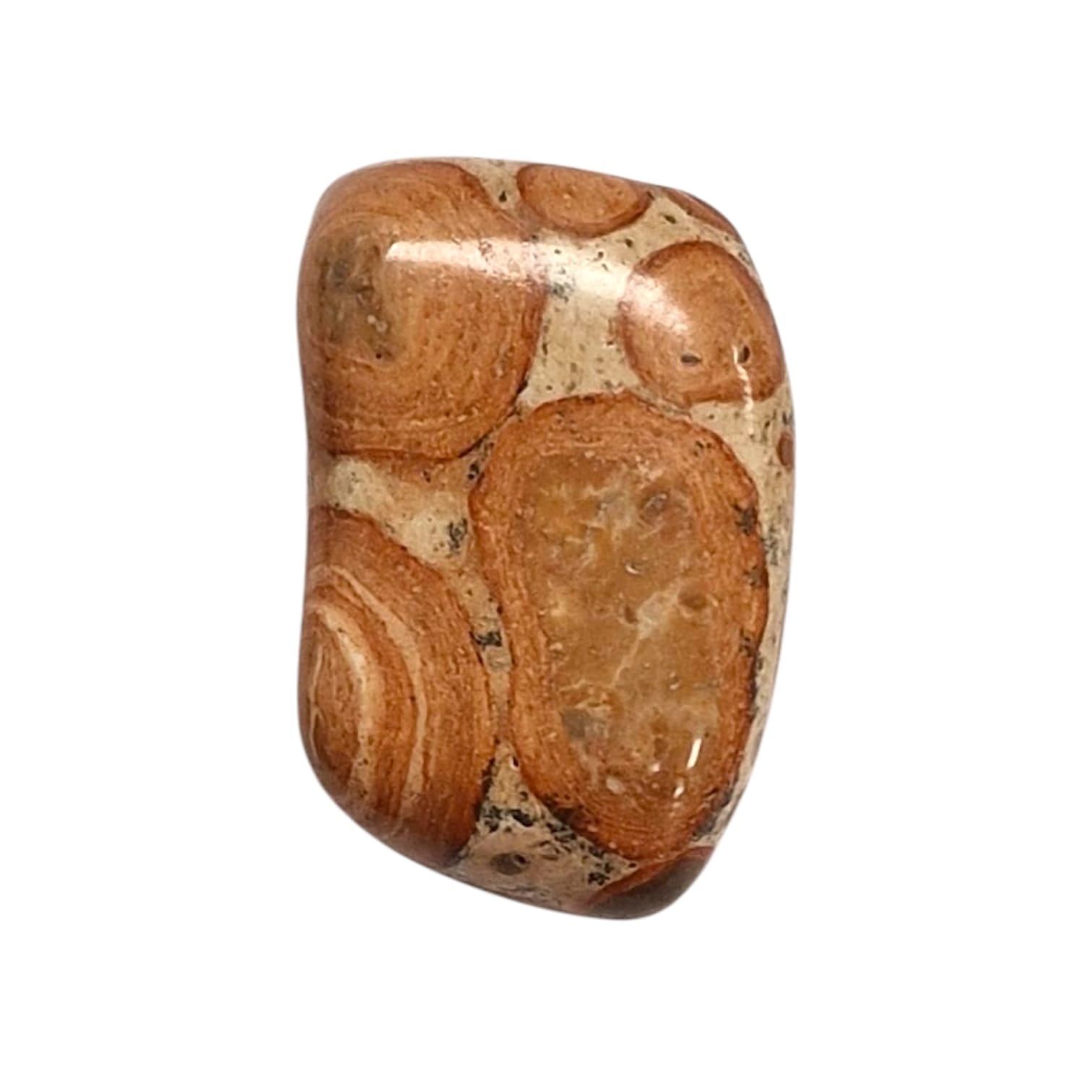 GeoFossils Oncolite (Leopardite) Tumble Stone, a spotted earthy crystal for grounding, emotional healing, and strength through change.