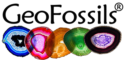 GeoFossils