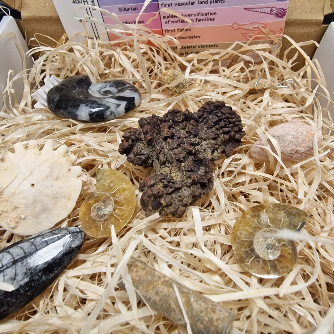 Fossils for Children Starter Collection Kit 2 showing 10 genuine fossils including Mosasaurs tooth, Ammonite, Coprolite, and Lamna tooth pendant with educational leaflet. Displayed on Straw with colourful leaflets in white box