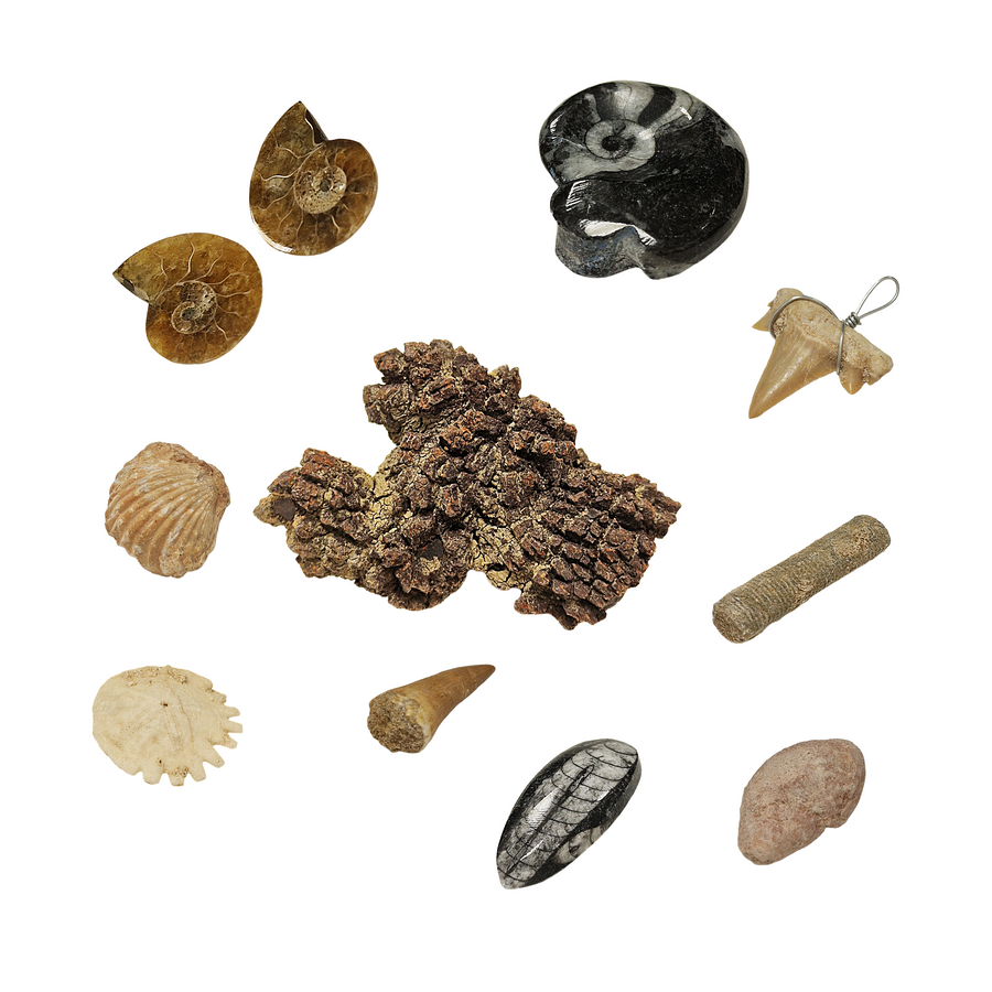 Fossils for Children Starter Collection Kit 2 showing 10 genuine fossils including Mosasaurs tooth, Ammonite, Coprolite, and Lamna tooth pendant with educational leaflet.