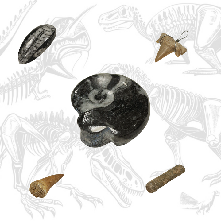 Fossils for Children Starter Collection Kit 2 showing 10 genuine fossils including Mosasaurs tooth, Ammonite, Coprolite, and Lamna tooth pendant with educational leaflet.