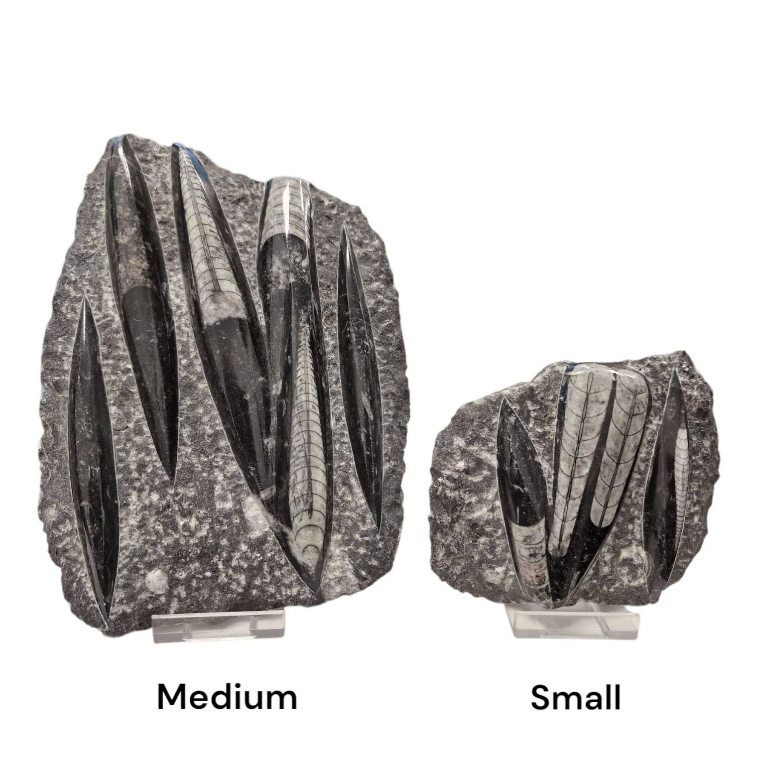 Orthoceras Fossil Slab in Black Marble (Medium) – Polished Orthoceras Plate (Devonian, Morocco)
