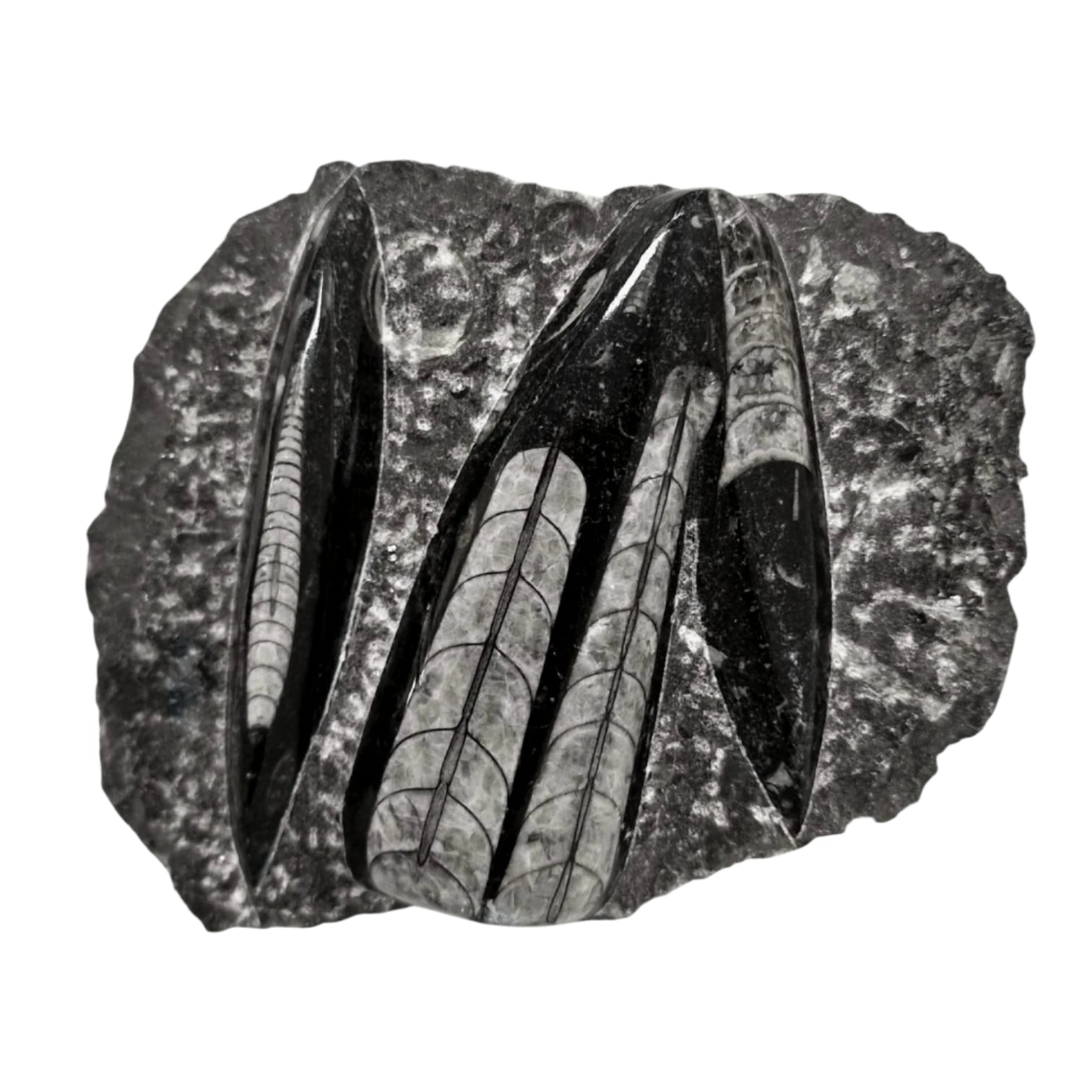 Geofossils Polished Orthoceras fossil slab in black marble from Morocco, featuring multiple straight-shelled cephalopods