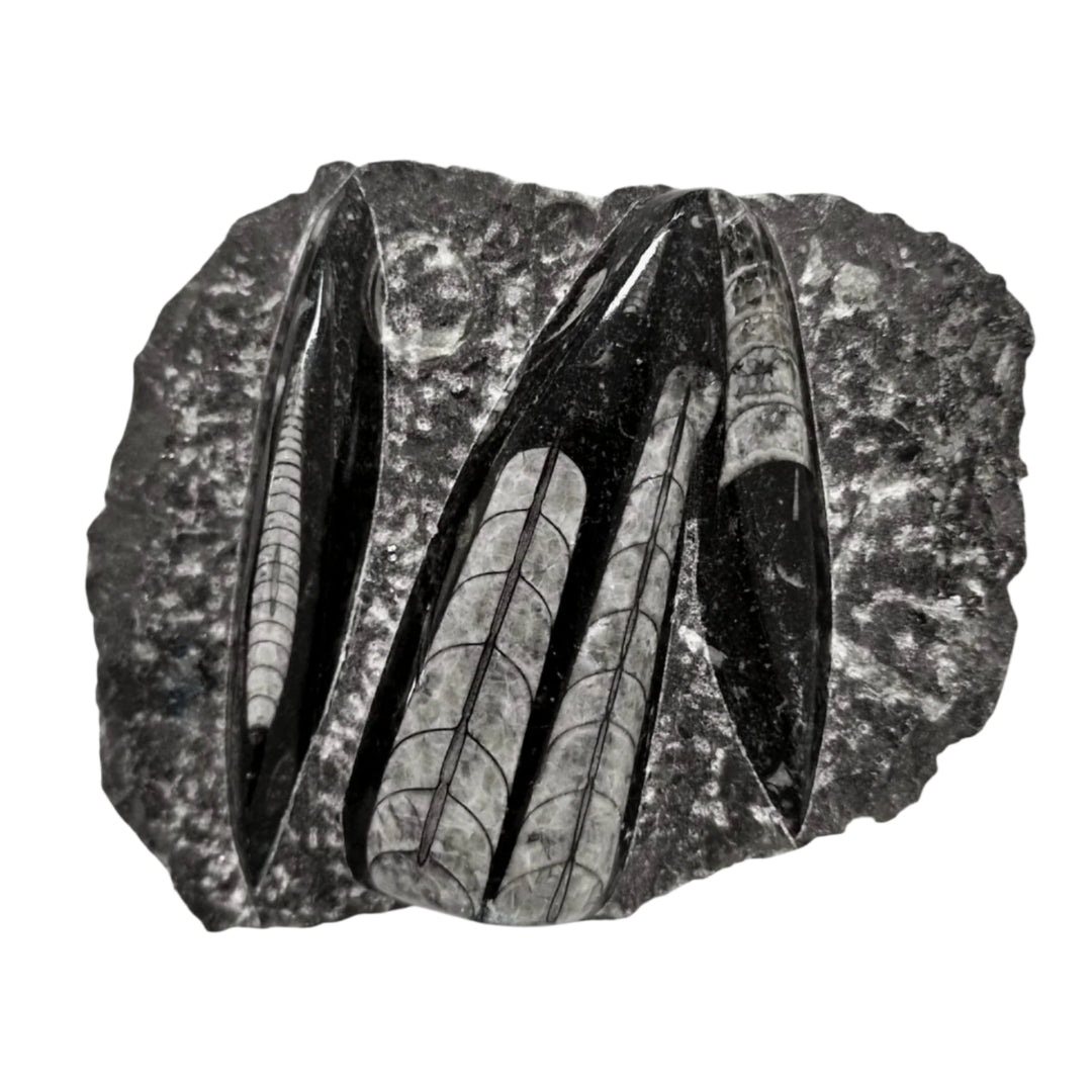Geofossils Polished Orthoceras fossil slab in black marble from Morocco, featuring multiple straight-shelled cephalopods