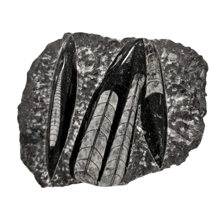 Geofossils Polished Orthoceras fossil slab in black marble from Morocco, featuring multiple straight-shelled cephalopods