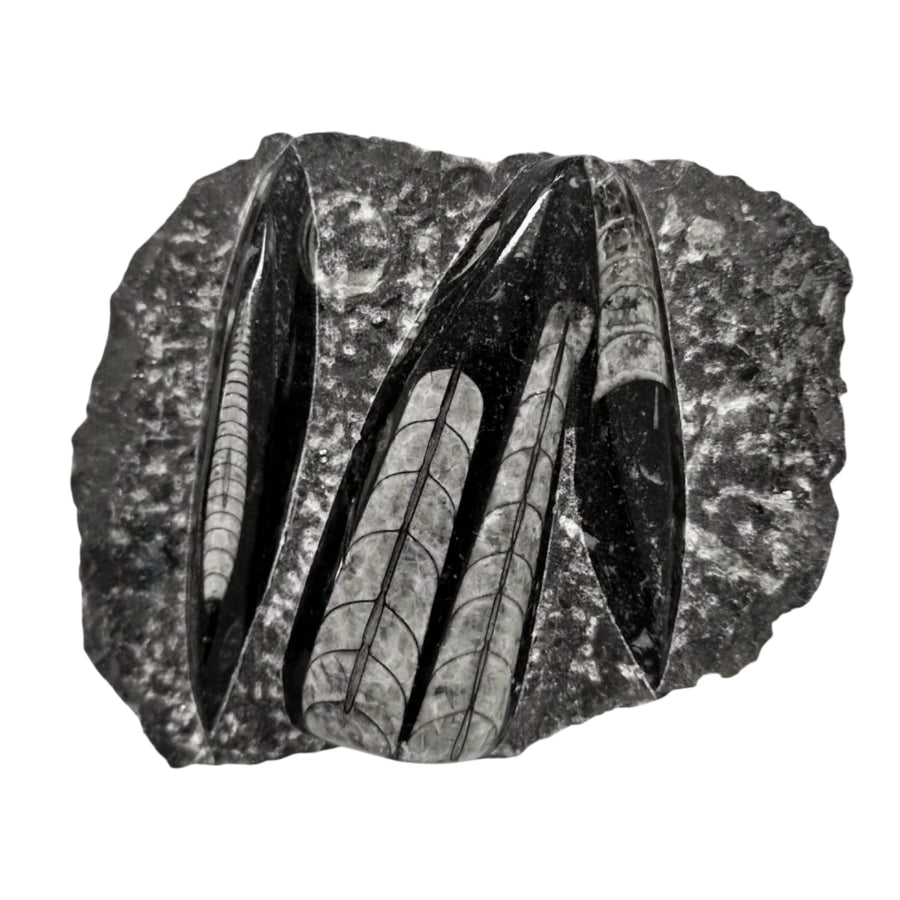 Geofossils Polished Orthoceras fossil slab in black marble from Morocco, featuring multiple straight-shelled cephalopods