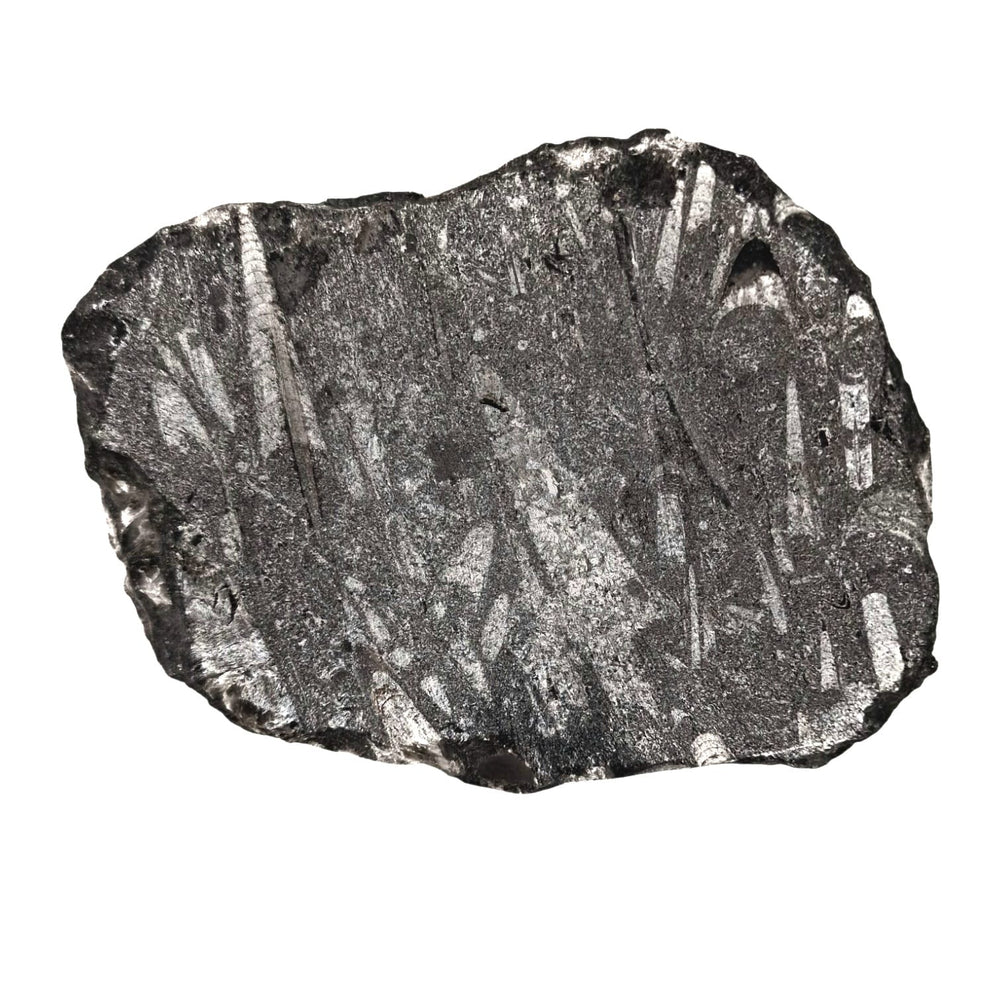 Geofossils Polished Orthoceras fossil slab in black marble from Morocco, featuring multiple straight-shelled cephalopods (Back)