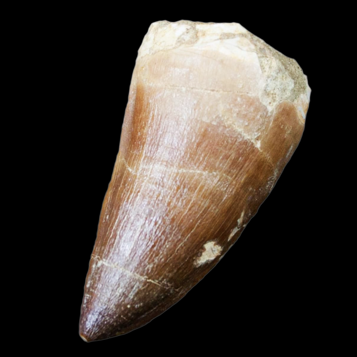 Close-up of a genuine Mosasaurs fossilised tooth showing natural enamel texture and sediment matrix, Late Cretaceous Period specimen.