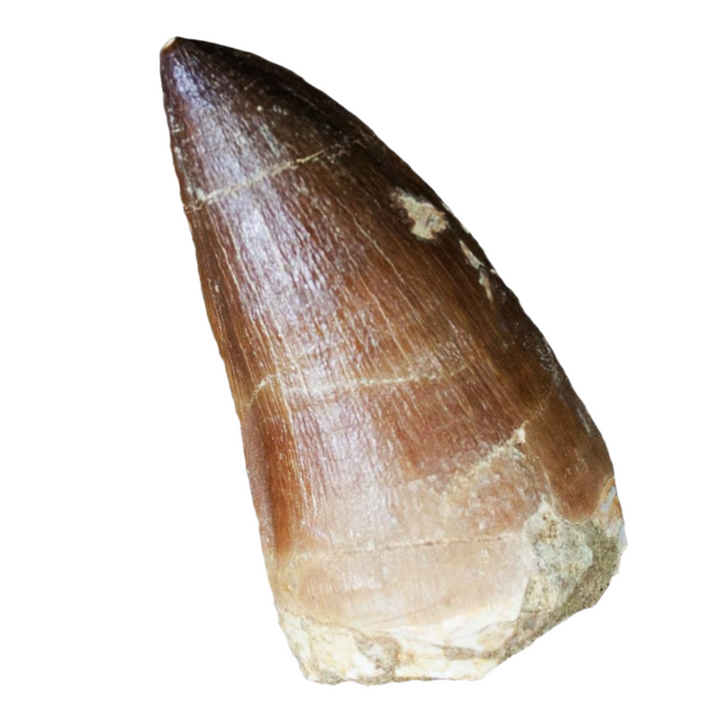 Close-up of a genuine Mosasaurs fossilised tooth showing natural enamel texture and sediment matrix, Late Cretaceous Period specimen.