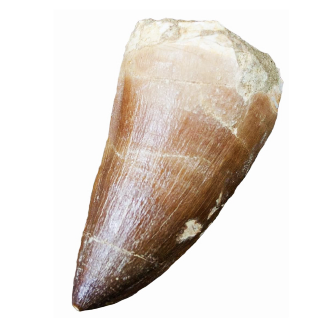 Close-up of a genuine Mosasaurs fossilised tooth showing natural enamel texture and sediment matrix, Late Cretaceous Period specimen.