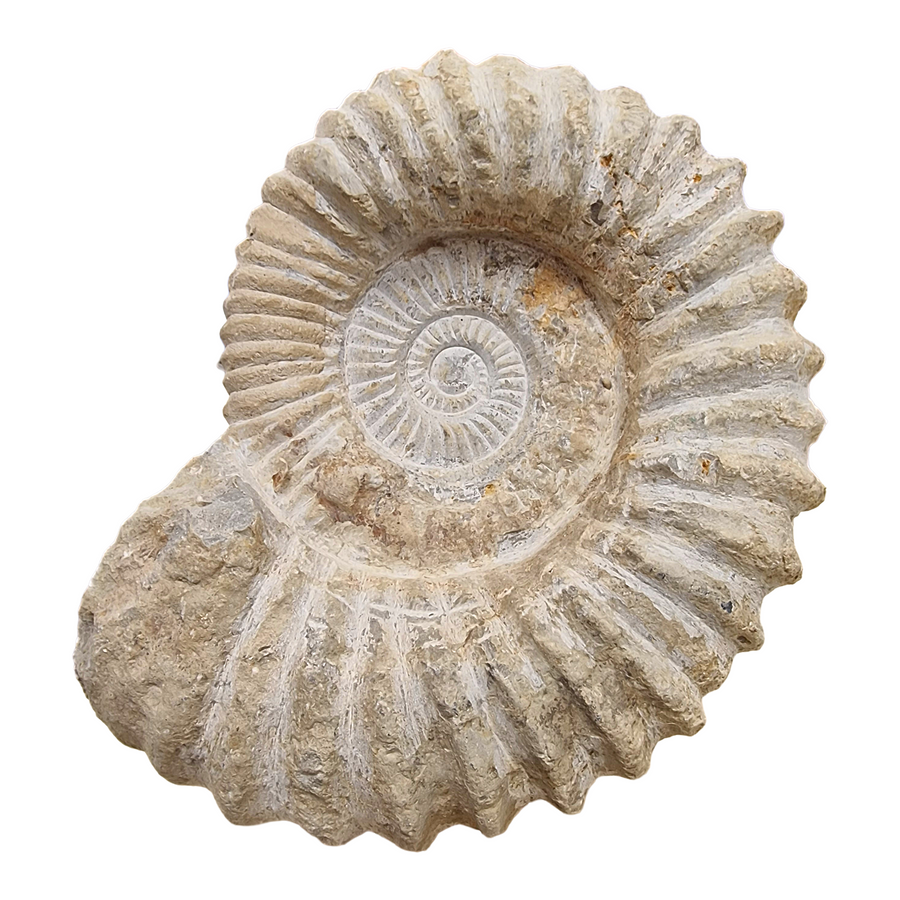 Sandy-coloured raw Agadir ammonite fossil 24–30cm on white background.