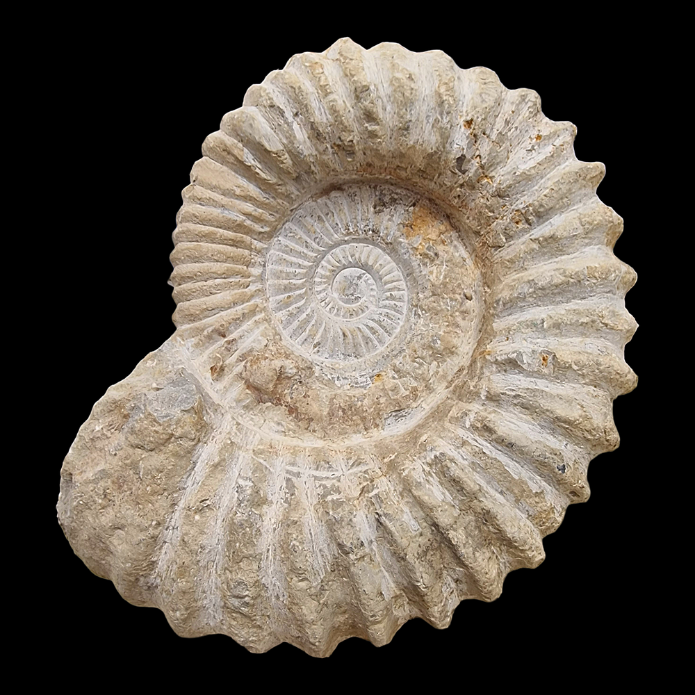 Large raw ammonite fossil showing Fibonacci spiral on black background.