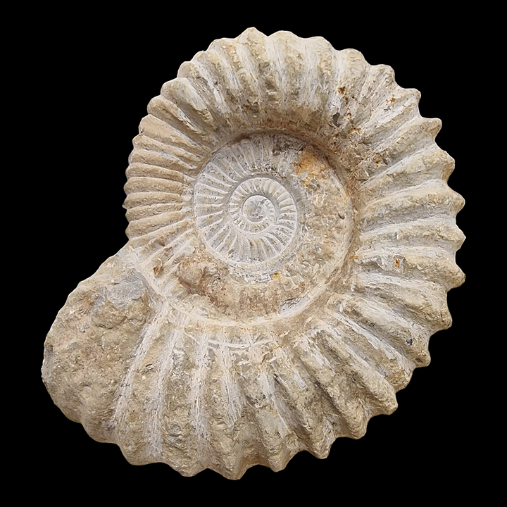 Large raw ammonite fossil showing Fibonacci spiral on black background.