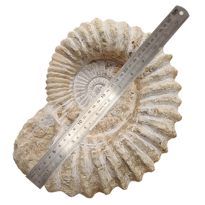 Sandy-coloured raw Agadir ammonite fossil 24–30cm on white background with ruler overlaid for sizing,