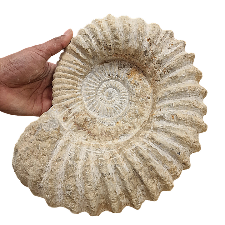 Large raw Agadir ammonite fossil 24–30cm shown in hand for scale.