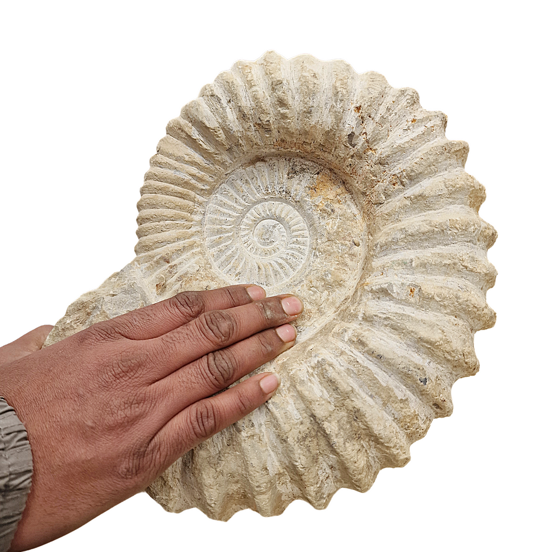 Large raw Agadir ammonite fossil 24–30cm shown with hand on for scale.