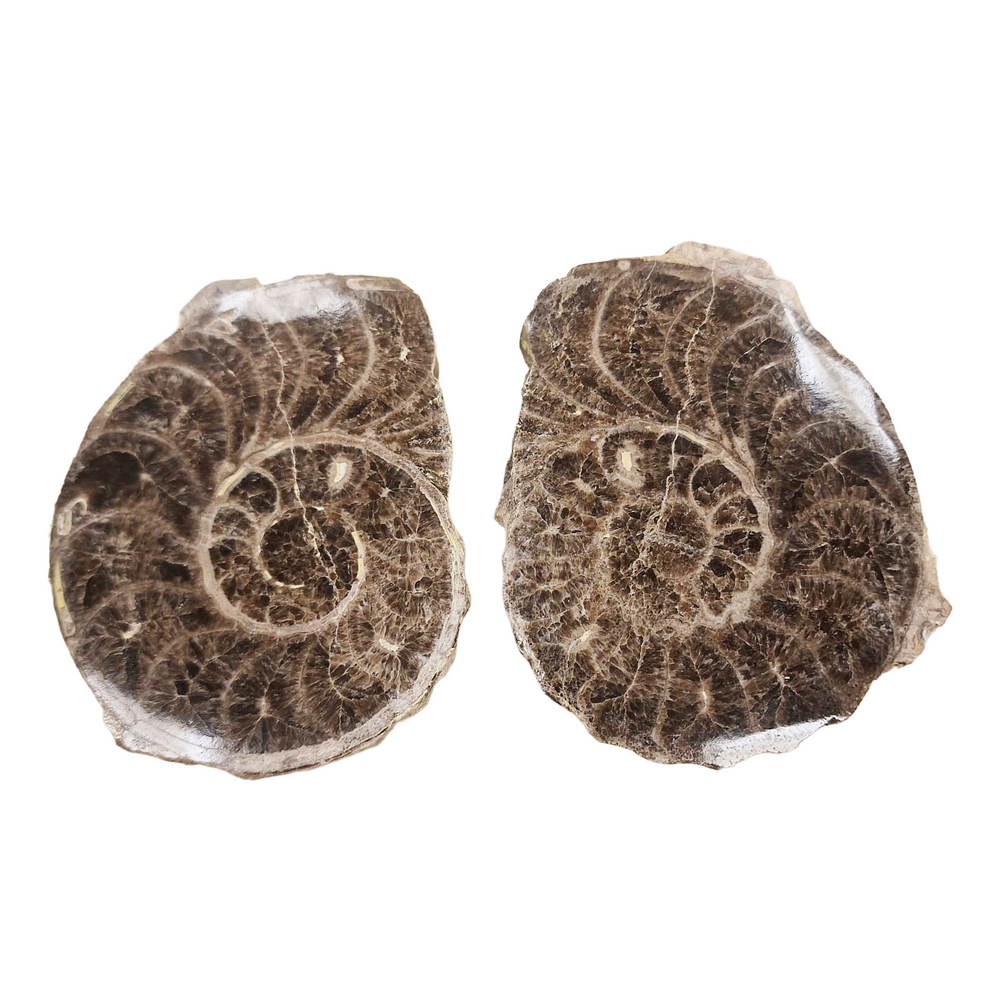 Genuine Moroccan Choffaticeras ammonite fossil for collectors.