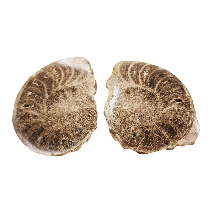 Choffaticeras marine fossil preserved in natural matrix from Morocco.