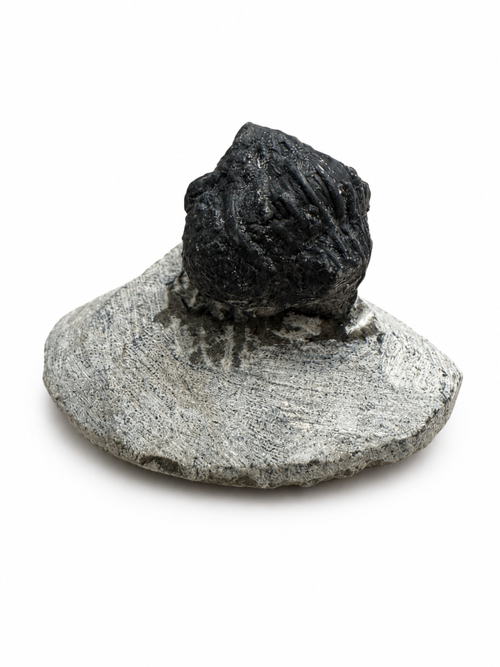 Enrolled Phacops trilobite fossil on natural limestone matrix from the Middle Devonian of Morocco measuring 45mm.