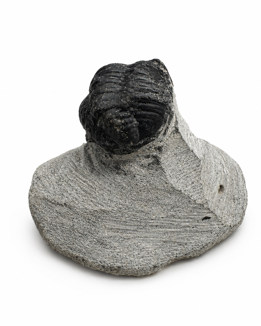 Genuine enrolled Phacops trilobite fossil preserved in limestone matrix from the Anti-Atlas Mountains Morocco.