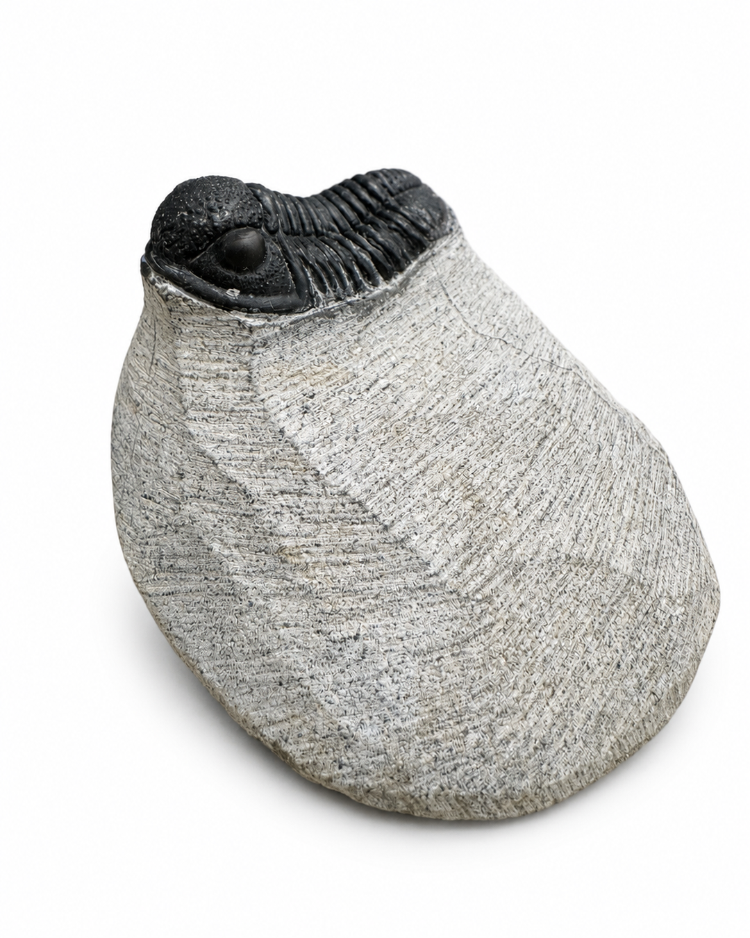 Flat Phacops trilobite fossil preserved on natural limestone matrix from the Middle Devonian of Morocco, displaying detailed segmentation and large compound eyes.