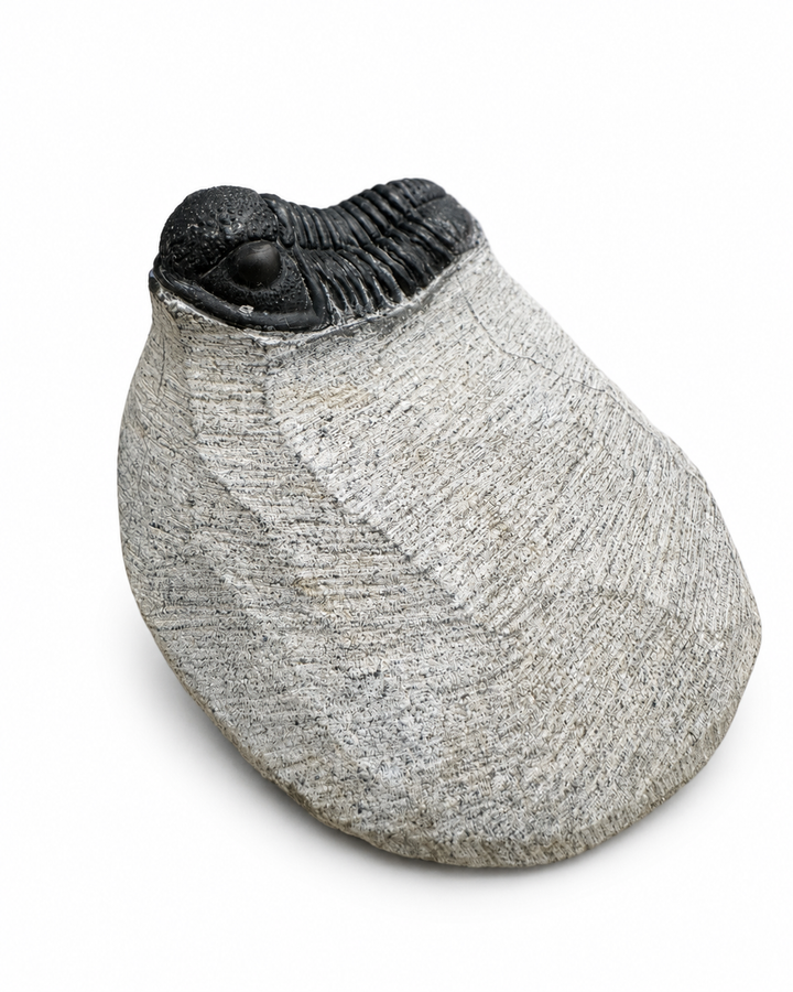 Flat Phacops trilobite fossil preserved on natural limestone matrix from the Middle Devonian of Morocco, displaying detailed segmentation and large compound eyes.