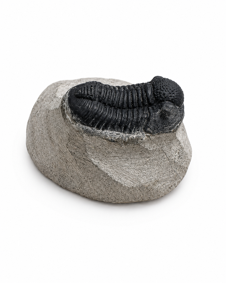 Authentic Phacops trilobite fossil on matrix from the Hamar L'Aghdad Limestones, Anti-Atlas Mountains, Morocco, approximately 380 million years old.