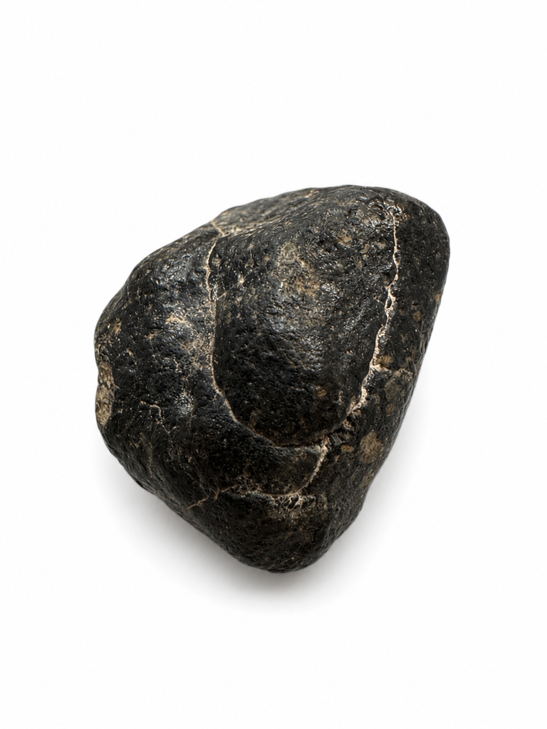 Natural NWA 8639 stony meteorite specimen on a white background showing its weathered exterior and geological characteristics.