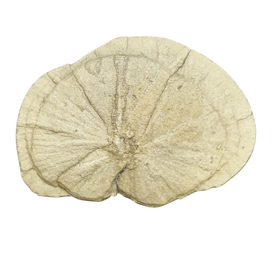 GeoFossils Small Pyrite Sun – metallic gold disc-shaped mineral for manifestation, protection, and solar energy activation.